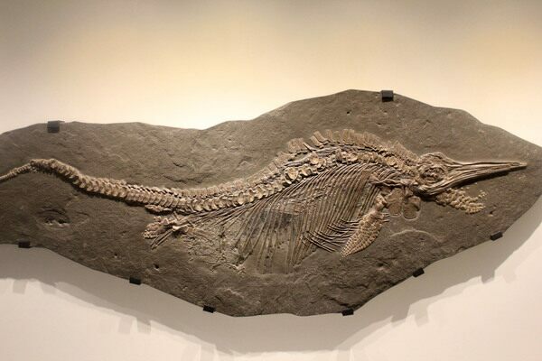 A fossil of Ichthyosaur Stenopterygius.  Creative Commons License